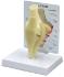 GPI Anatomicals® Basic Knee Model